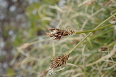 Carex curvula