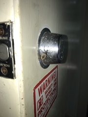 Diaprepes abbreviatus