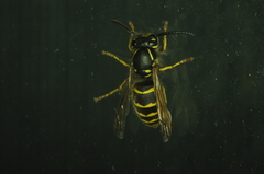 Vespula alascensis