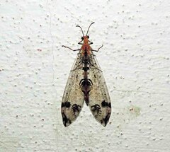 Dendroleon pantherinus