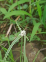 Cyperus tenuifolius