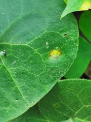 Puccinia asarina