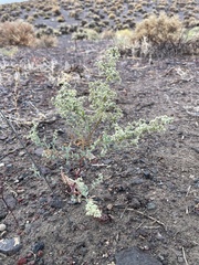 Chenopodium nevadense