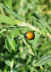 Gastrophysa polygoni