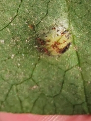 Puccinia asarina