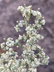 Chenopodium nevadense