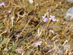 Dianthus langeanus