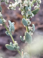 Chenopodium nevadense