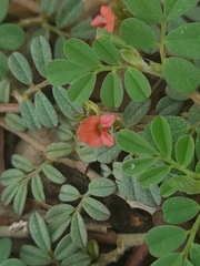 Indigofera linnaei