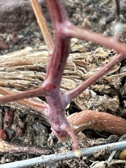 Chenopodium nevadense