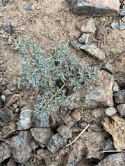 Lomatium cuspidatum