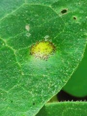Puccinia asarina