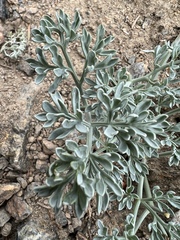 Lomatium cuspidatum
