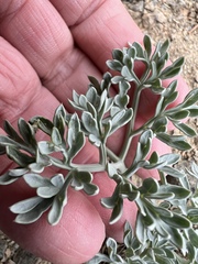 Lomatium cuspidatum