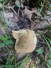 Gyroporus cyanescens