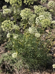 Angelica lineariloba