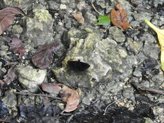 Ephyriades zephodes