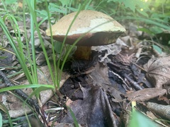 Gyroporus cyanescens