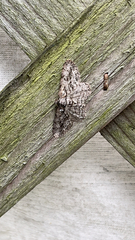 Anavitrinella pampinaria