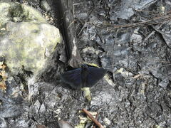 Ephyriades zephodes