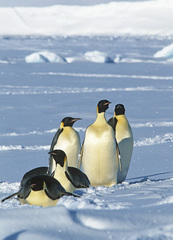 Aptenodytes forsteri