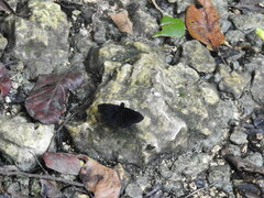 Ephyriades zephodes