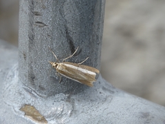 Catoptria pyramidellus