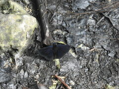 Ephyriades zephodes