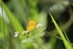 Pyrisitia dina