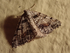 Macaria colata