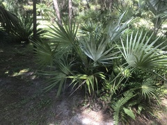 Leucothrinax morrisii