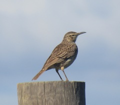 Certhilauda curvirostris brevirostris