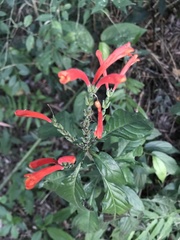Aphelandra longiflora