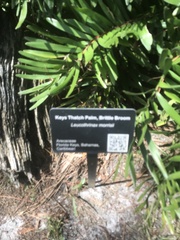 Leucothrinax morrisii