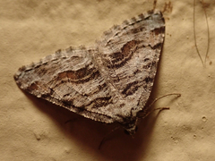 Macaria colata