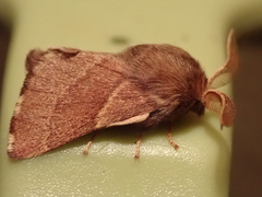 Malacosoma californica