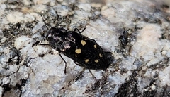 Phaenops