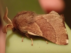 Malacosoma californica