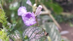 Strobilanthes auriculata