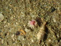 Scolanthus callimorphus