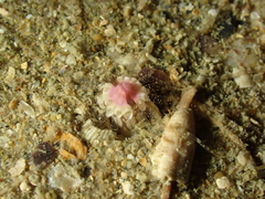 Scolanthus callimorphus