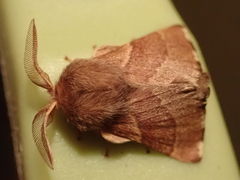 Malacosoma californica