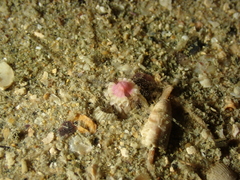 Scolanthus callimorphus