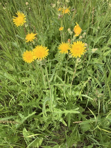 Perennial Sow Thistle