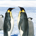 Pingüinos - Photo (c) Greg Lasley, algunos derechos reservados (CC BY-NC), subido por Greg Lasley