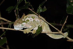 Eastern Cape Dwarf Chameleon photo 2