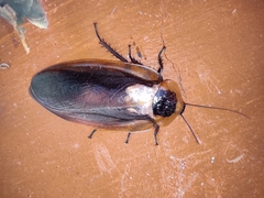 Blaberus craniifer
