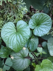 Viola