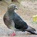 Feral Pigeon - Photo (c) Jorge A. Pérez Torres, some rights reserved (CC BY-NC), uploaded by Jorge A. Pérez Torres