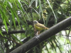 Abroscopus superciliaris